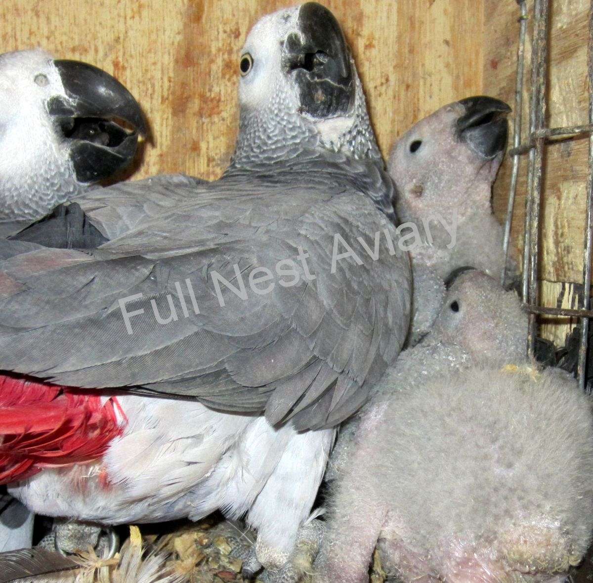 Photo inspiration: Fresh Look at Aviary Retiring African Grey Pairs And Umbrella Cockatoo Pairs And
