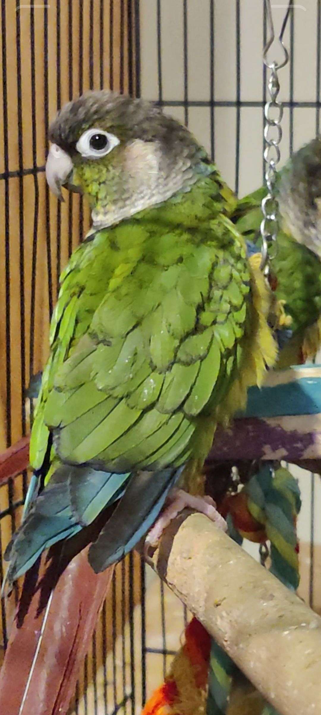 Year old Green Cheek