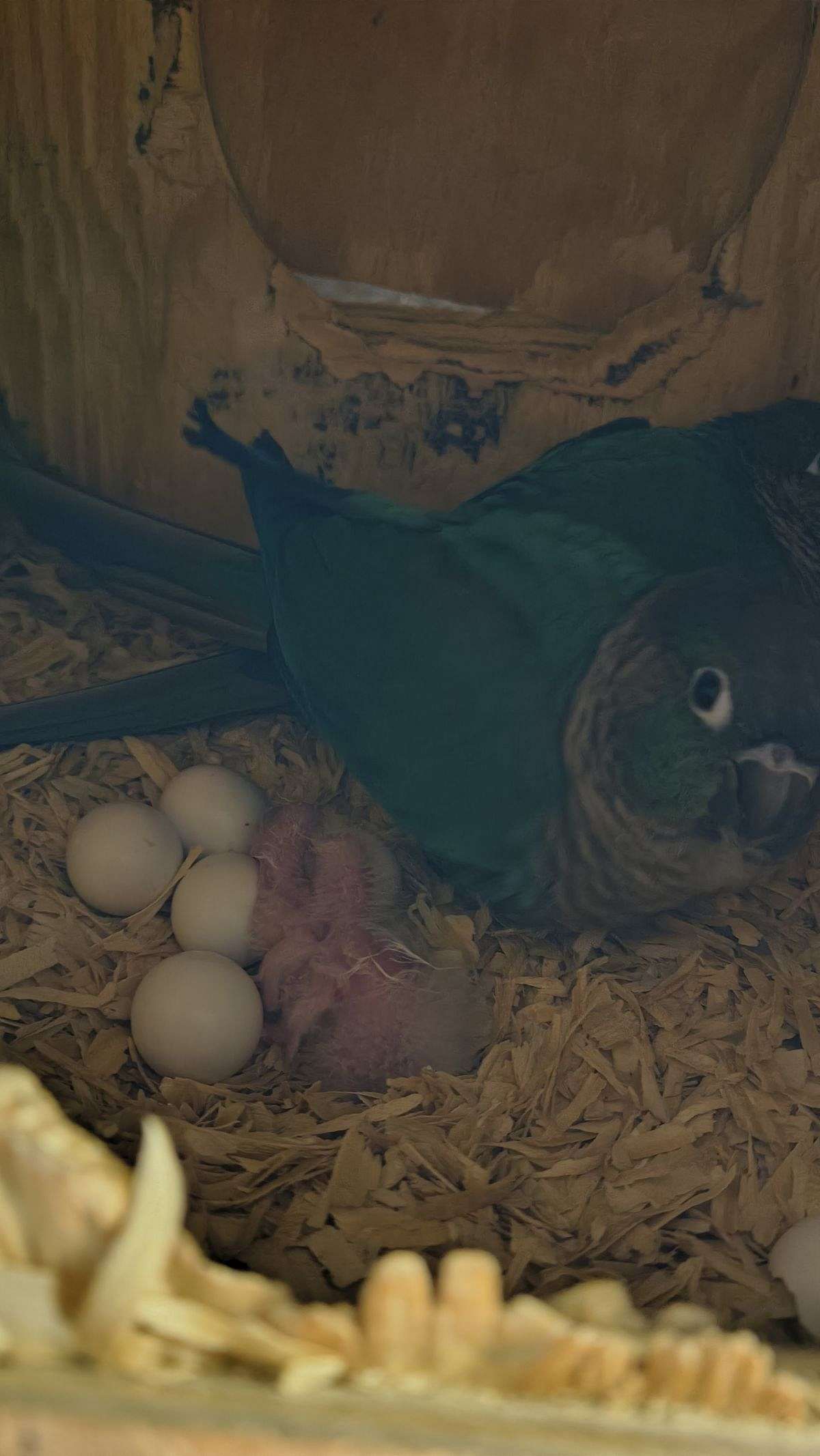 Turquoise green cheek babies