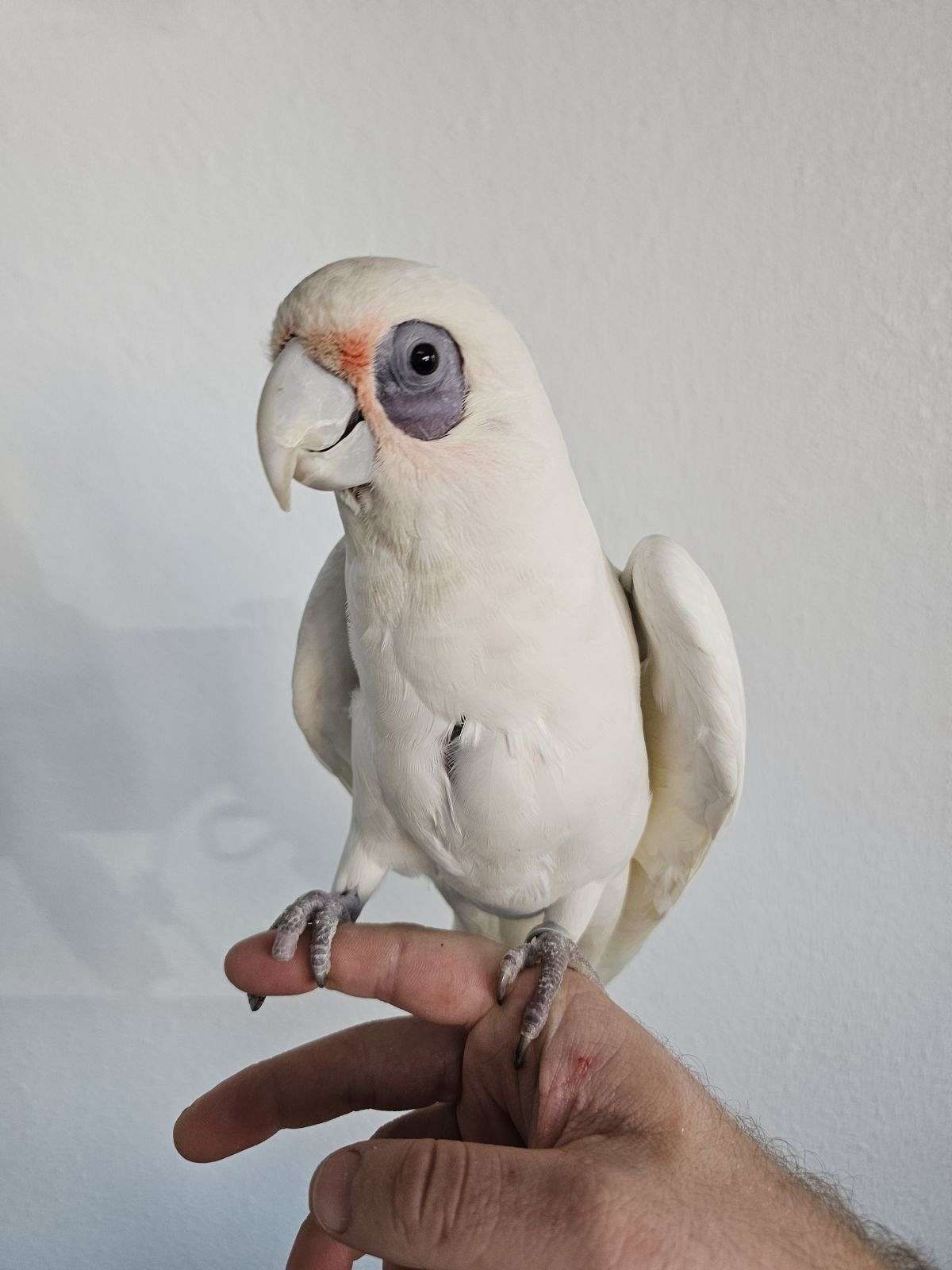 Curated visual reference: Adult Bare Eyed Cockatoo Photo Inspiration
