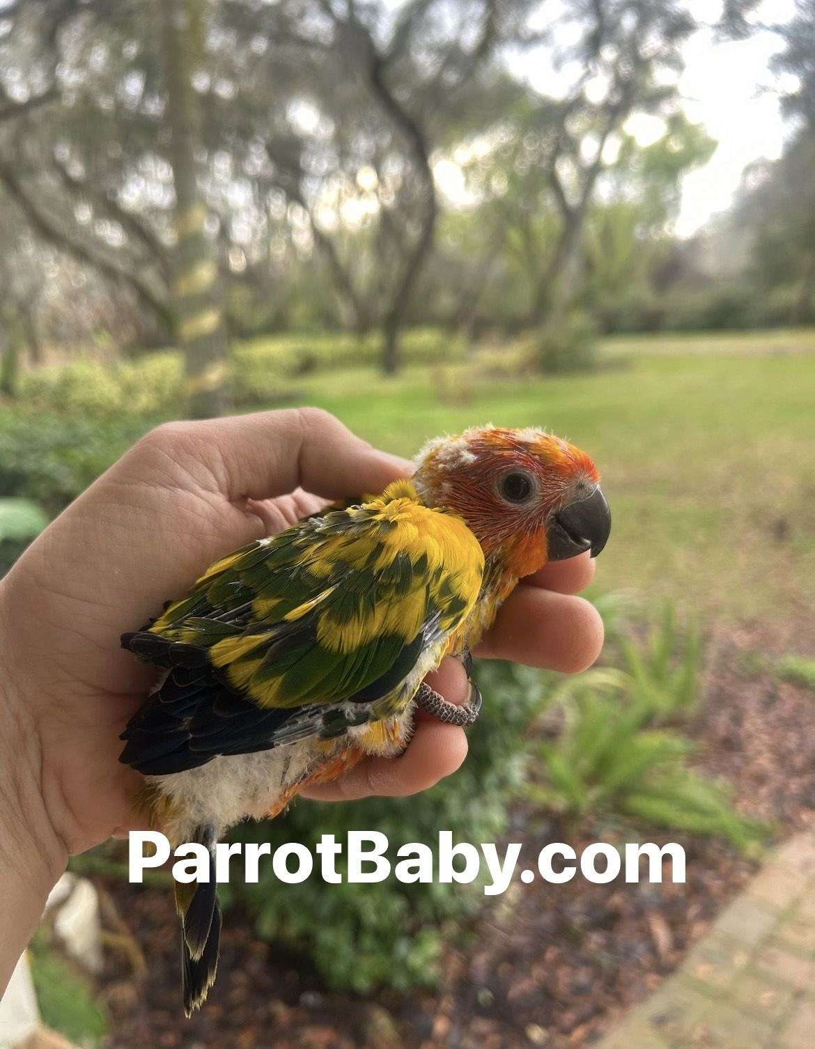 Sun Conure Baby