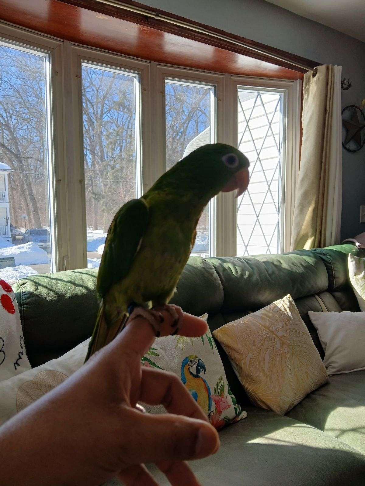 Mexican Conure