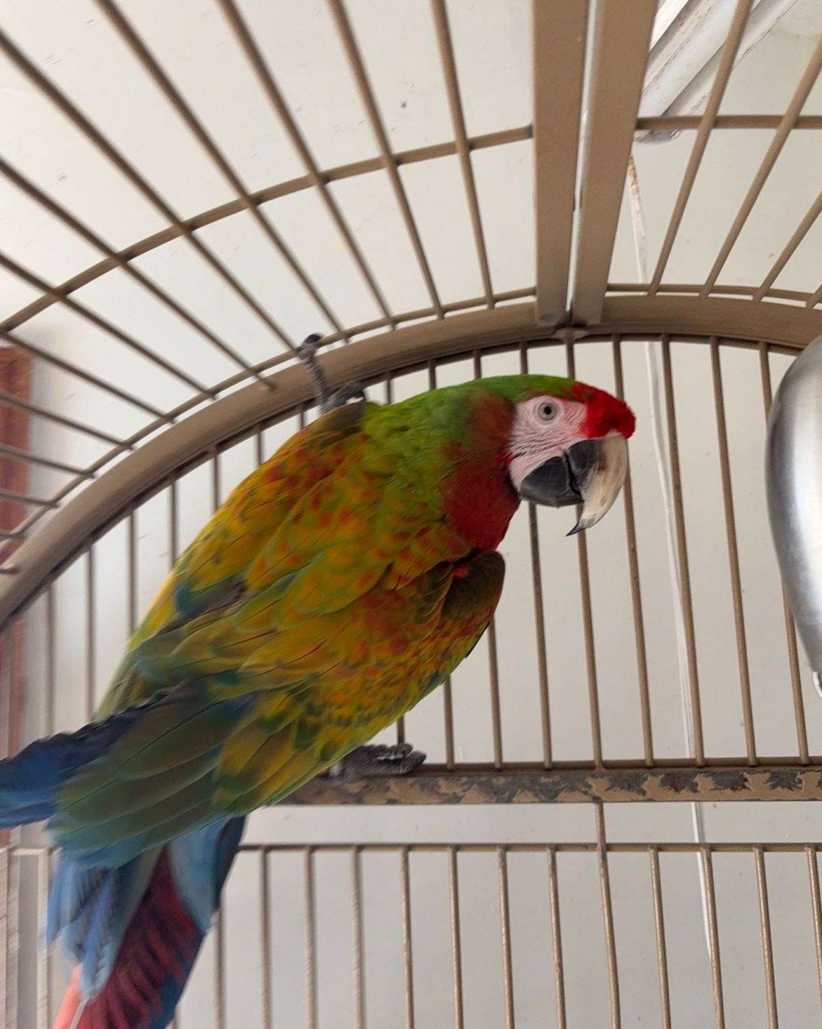 Shamrock Macaw