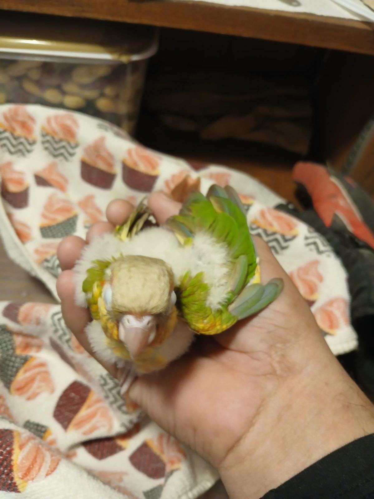 Cinnamon Greencheek Conure