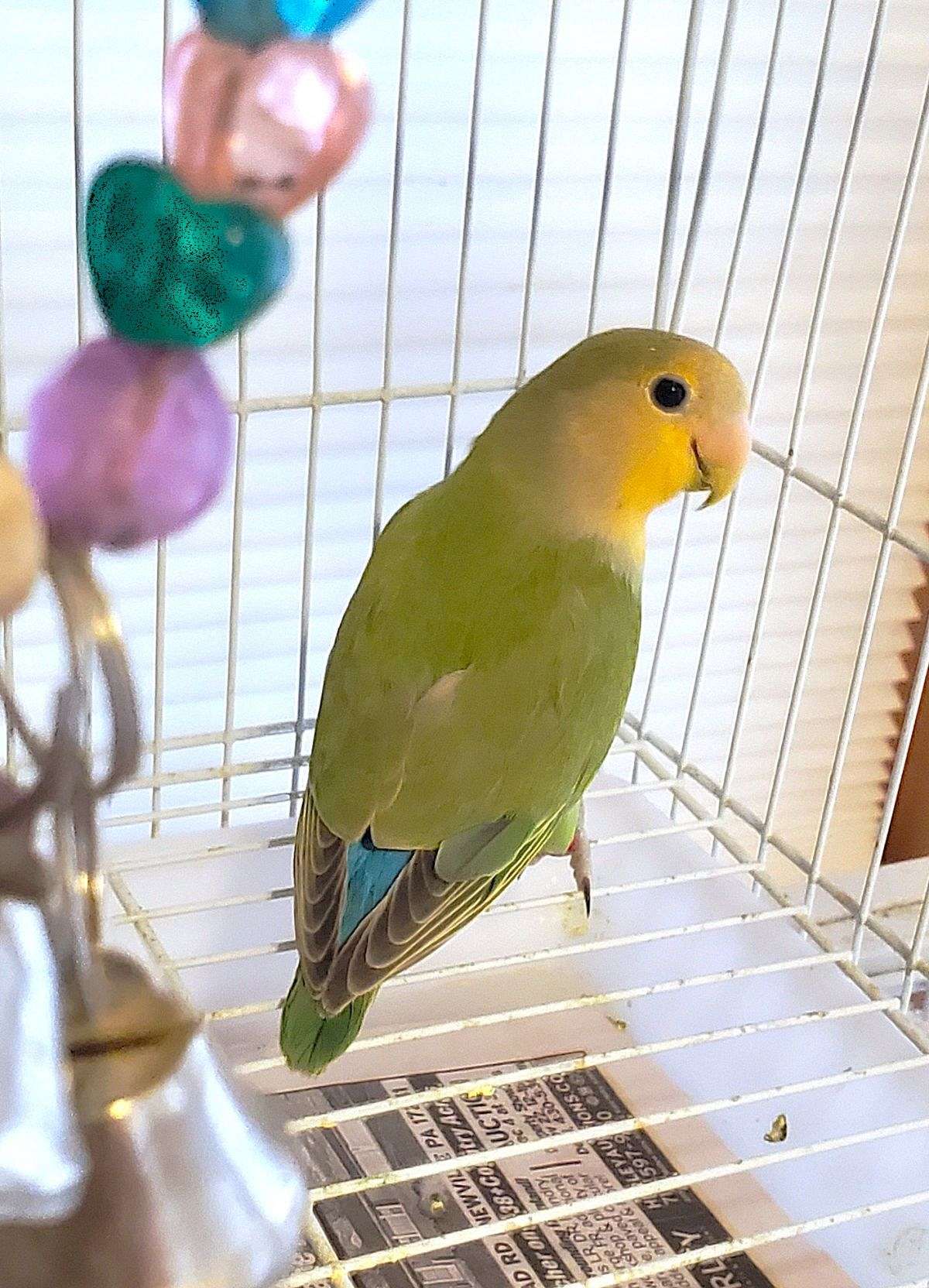 Love Bird, Orange face, Young ,and healthy,