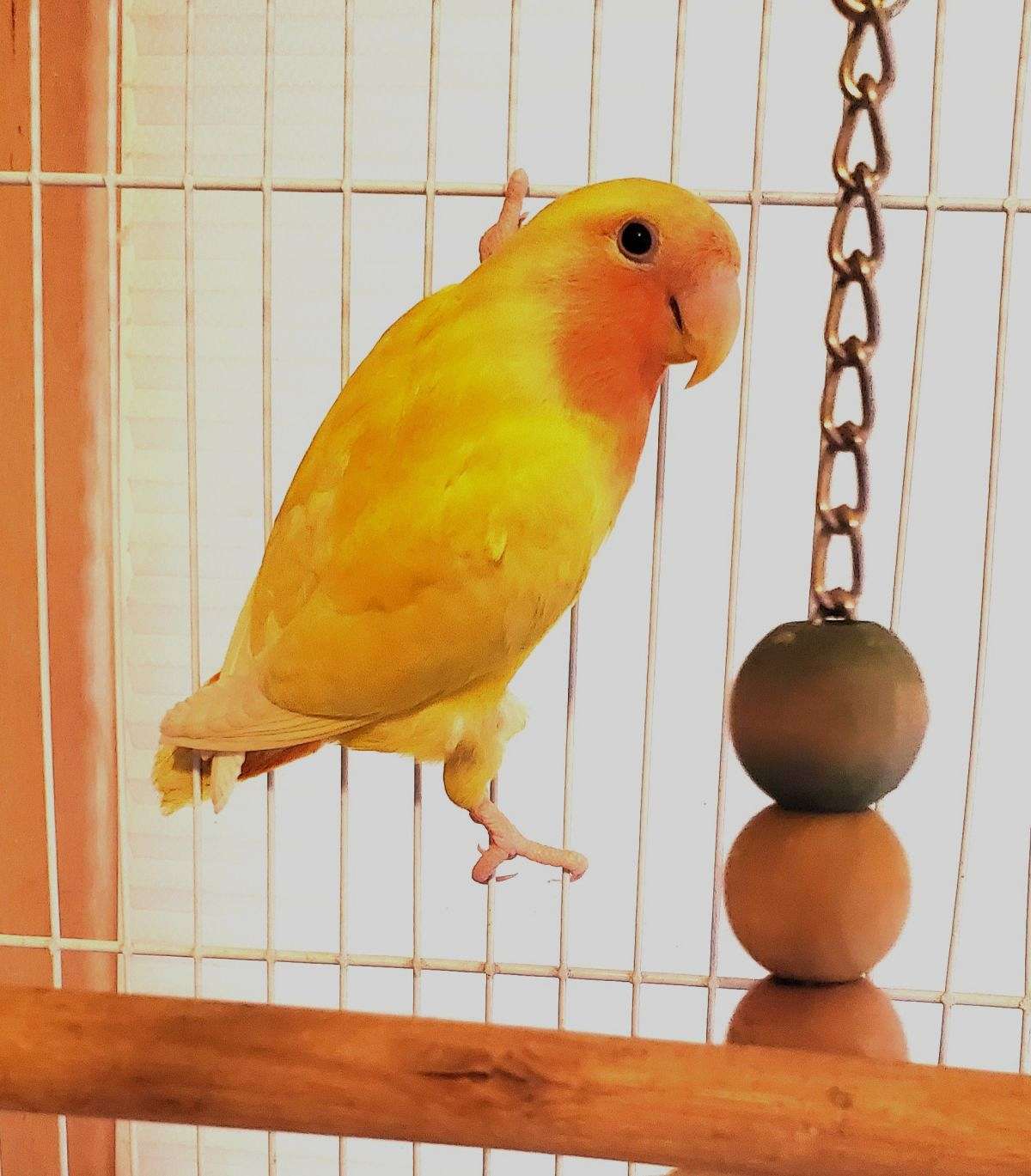 Lovebird, Lutino, Young, Healthy, Pretty