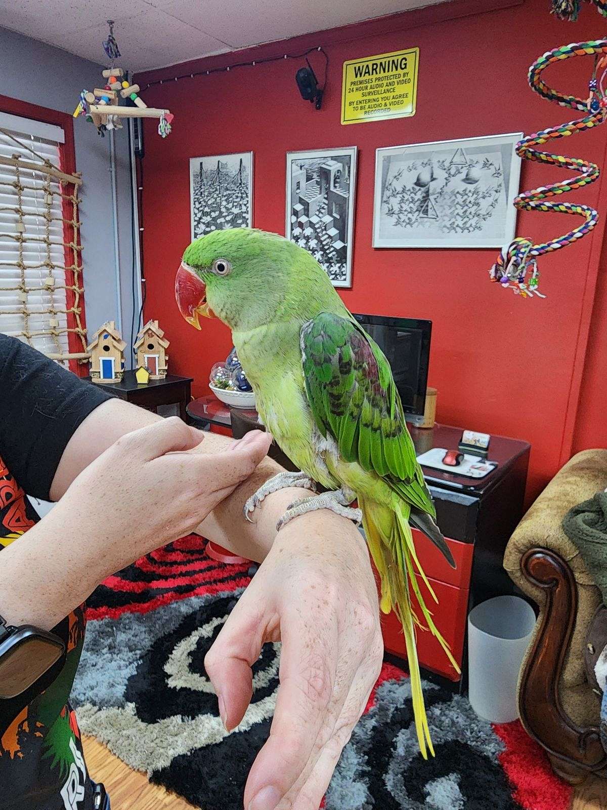 Alexandrine Parakeet
