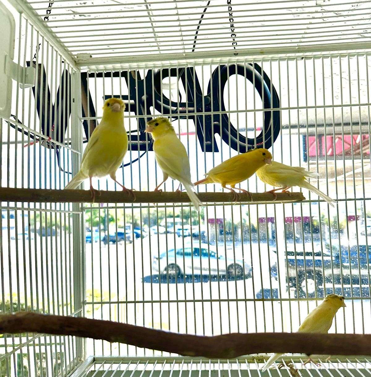 Assorted Canaries for Sale — free download