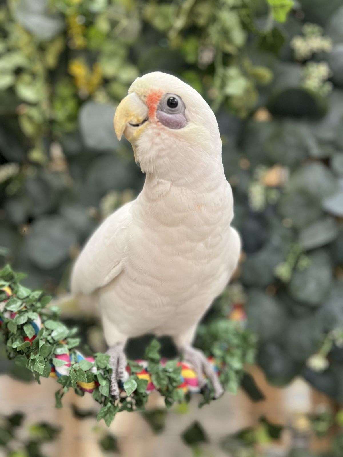 Photo inspiration: Picture Idea: Bare Eyed Cockatoo