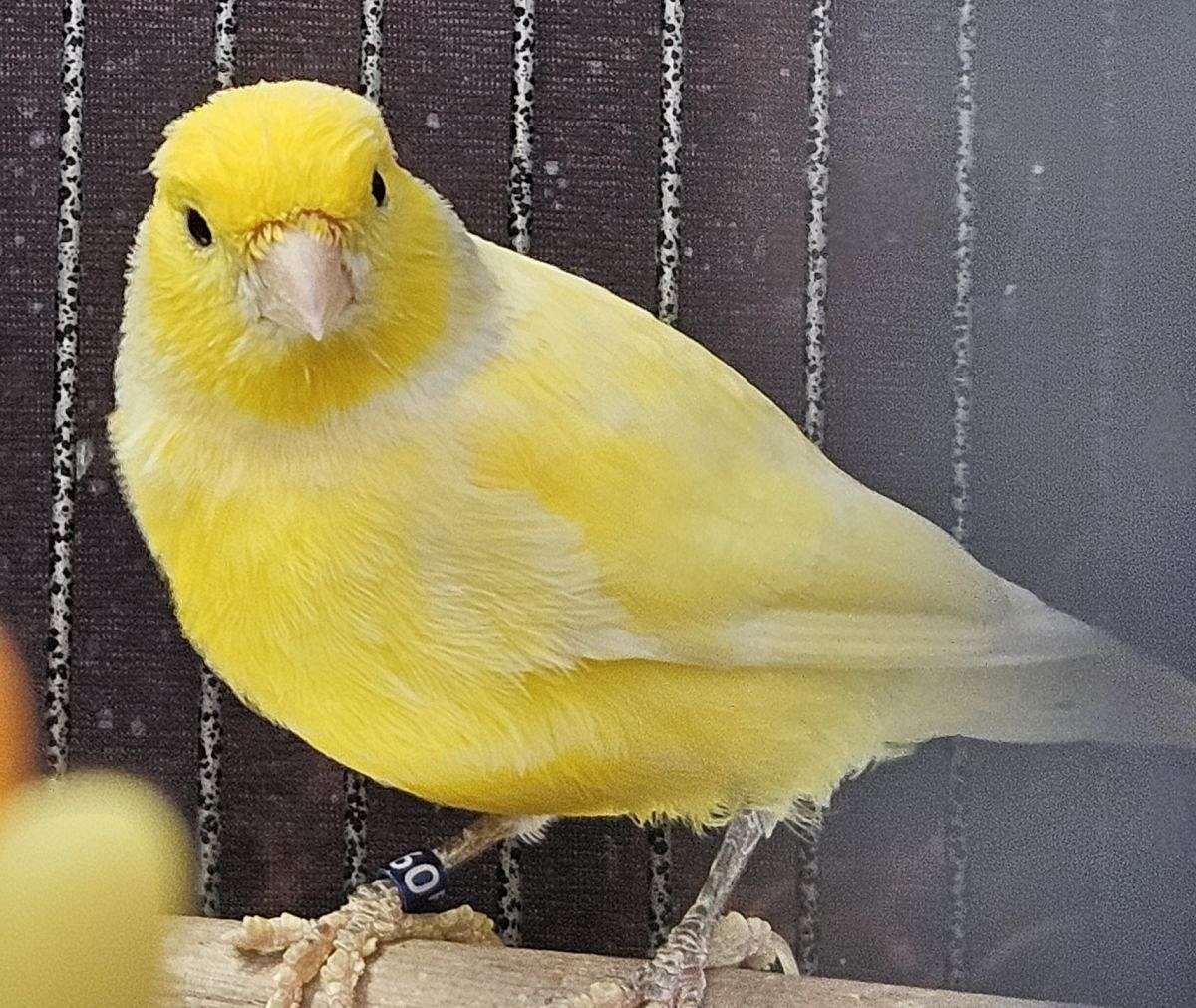 Male Canary to Rehome
