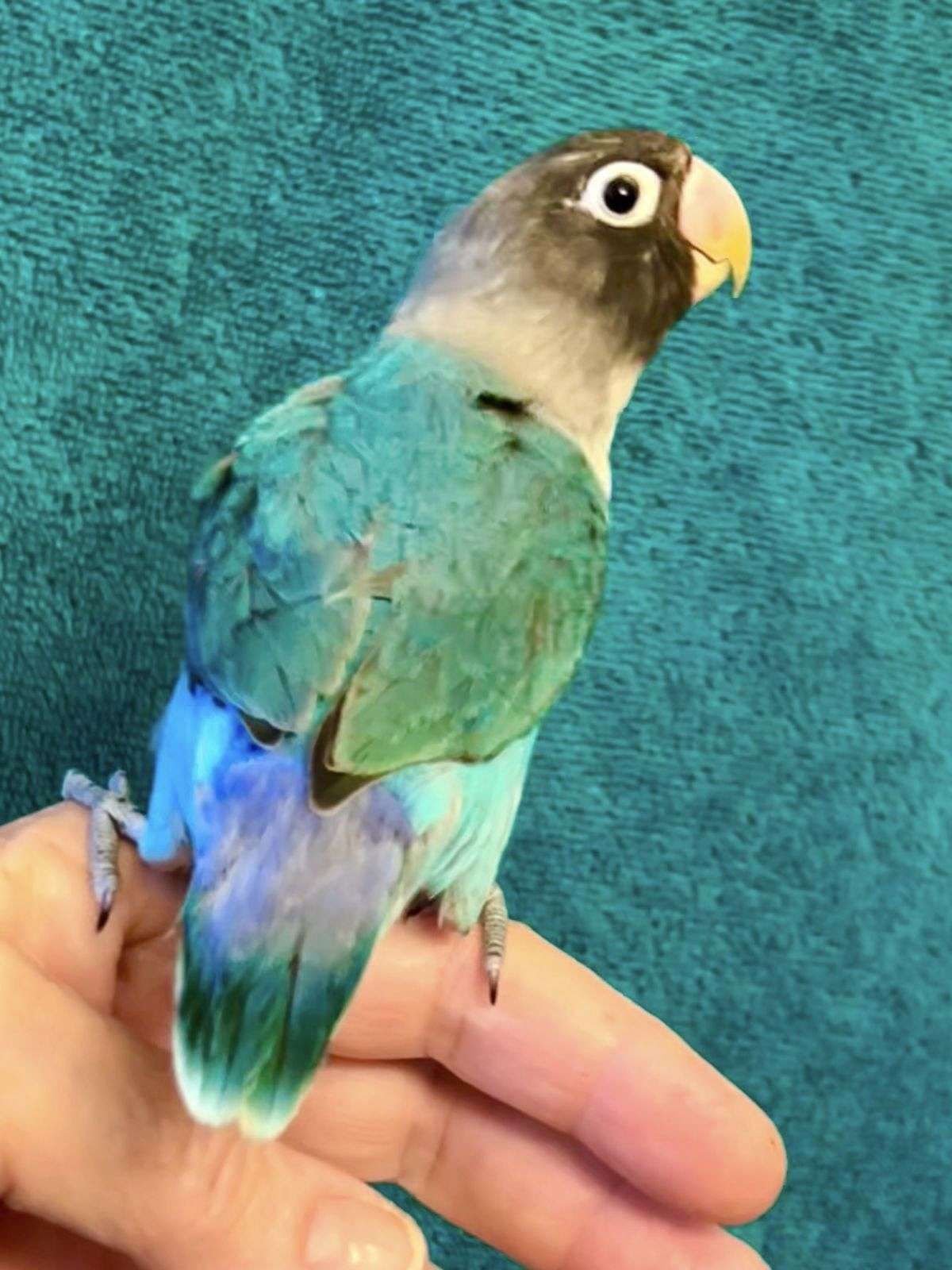 Hand fed baby lovebird