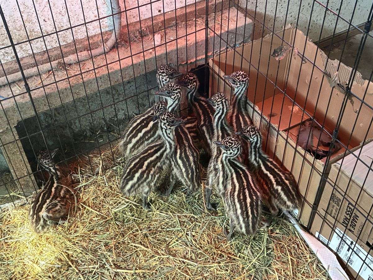 4 Female, Standard Emu Chicks
