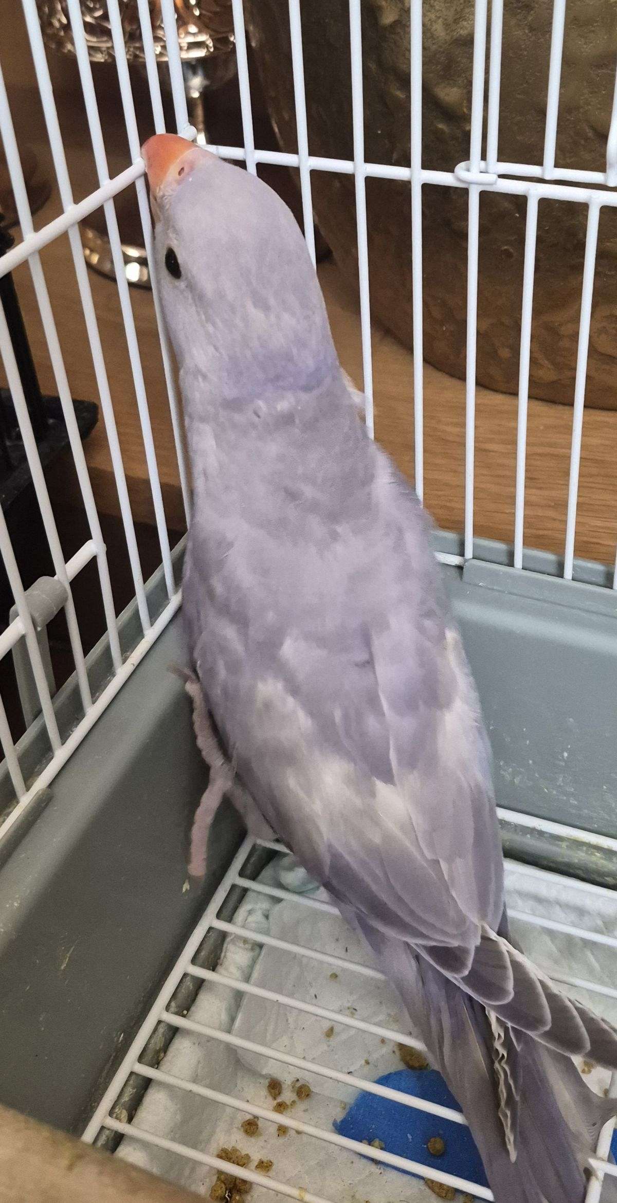 Indian ringneck