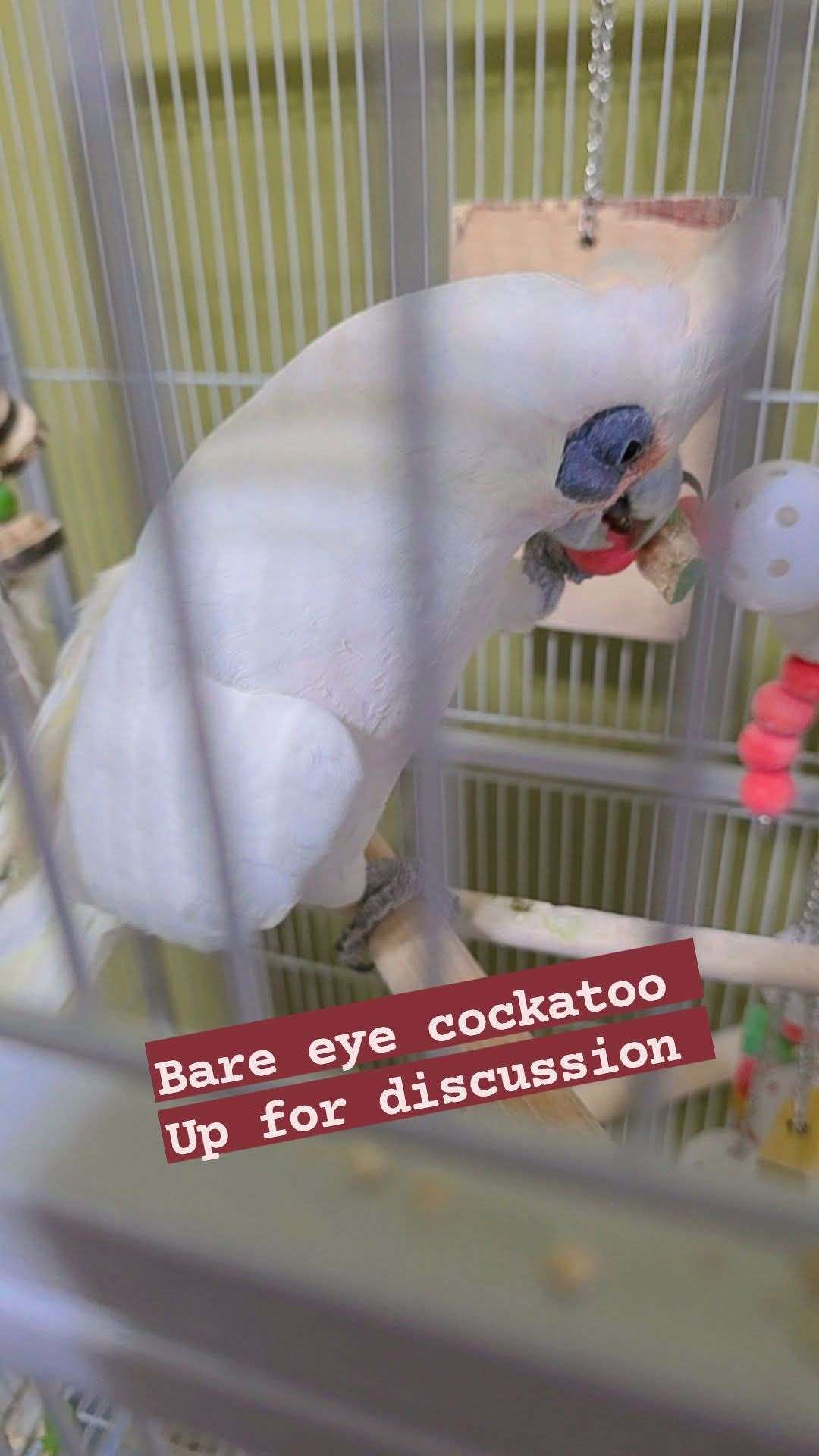Bare eye cockatoo