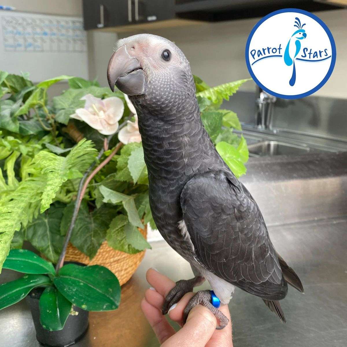 Timna Parrot Baby Timneh African Grey