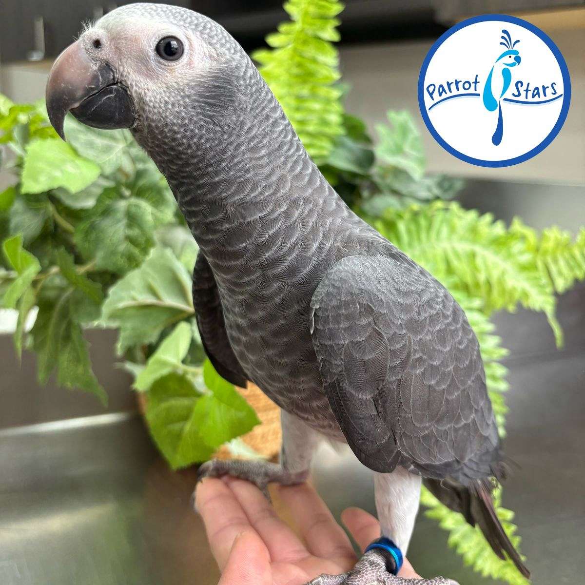 Timna Parrot Baby Timneh African Grey