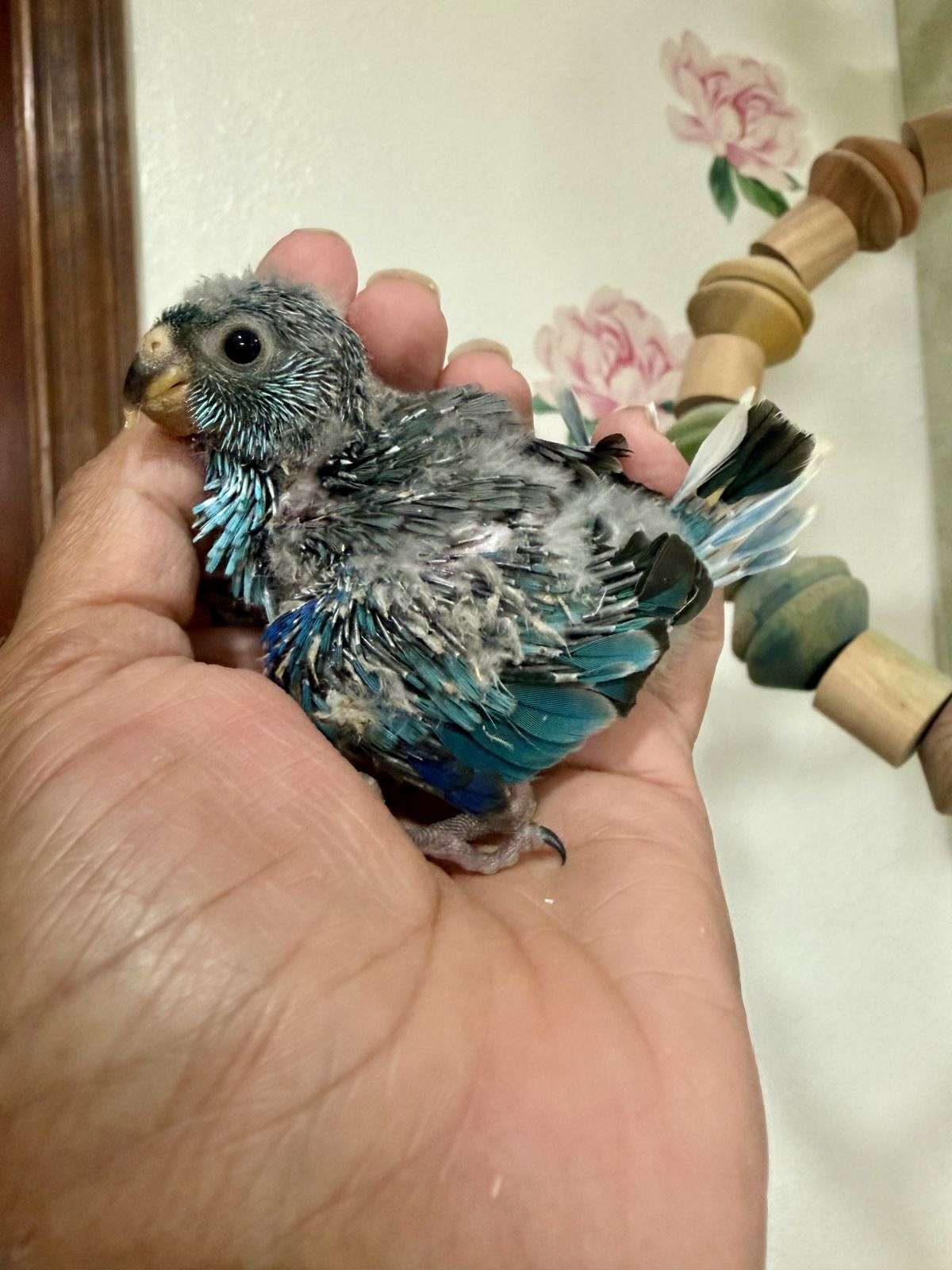 Red Rump Baby Color Baby Red rumped parakeets