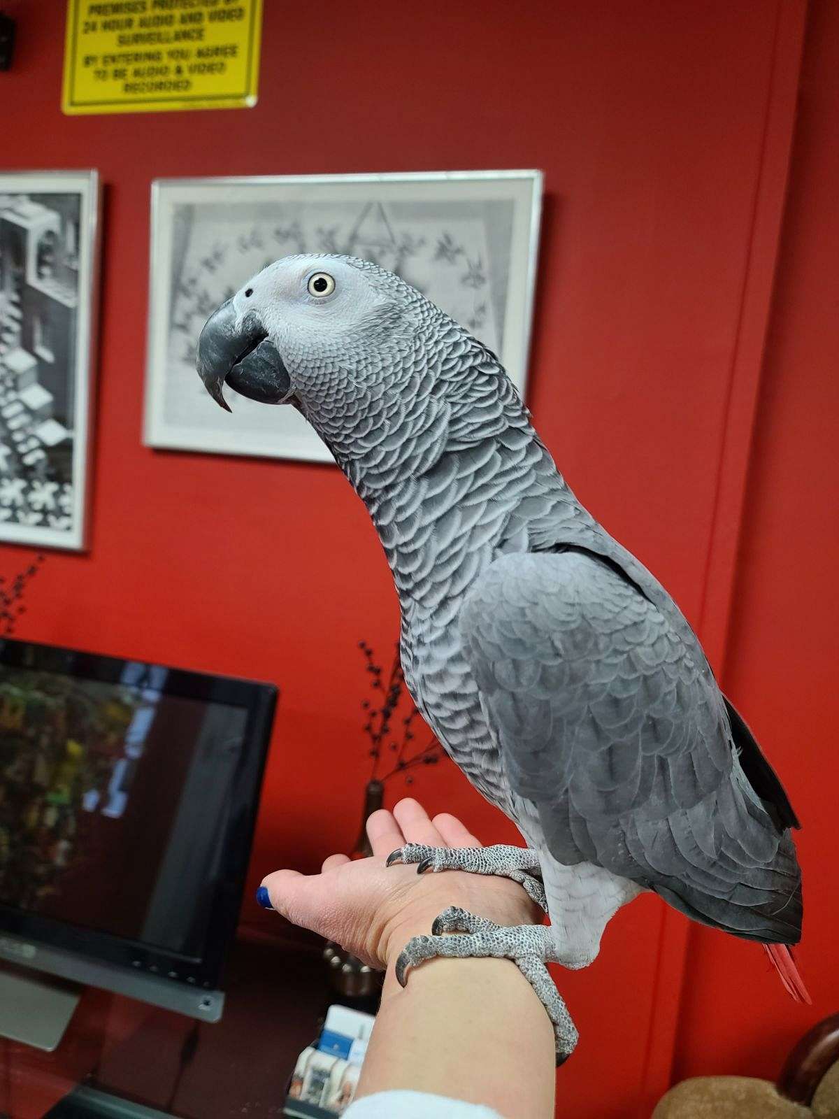 African Grey