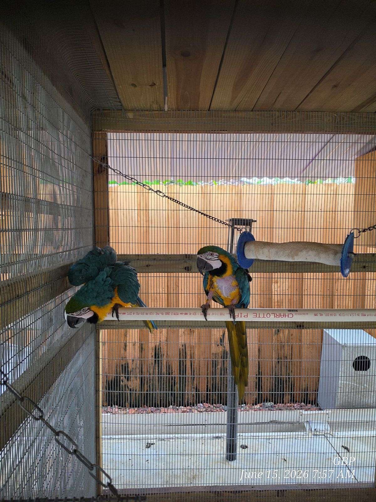 Blue and gold pair