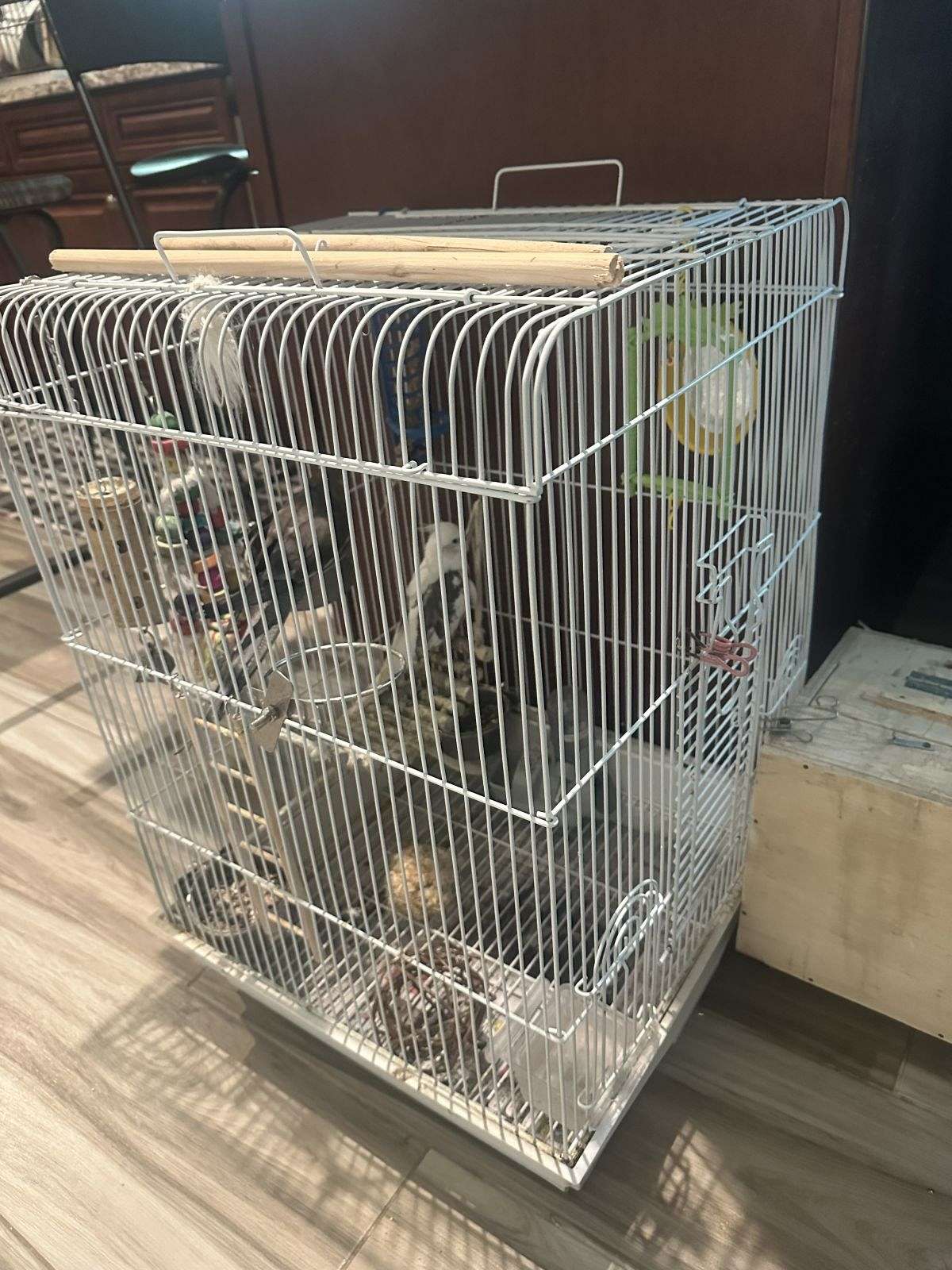 Pair of Healthy, Hand-Tamed Cockatiels with Full Setup & Accessories