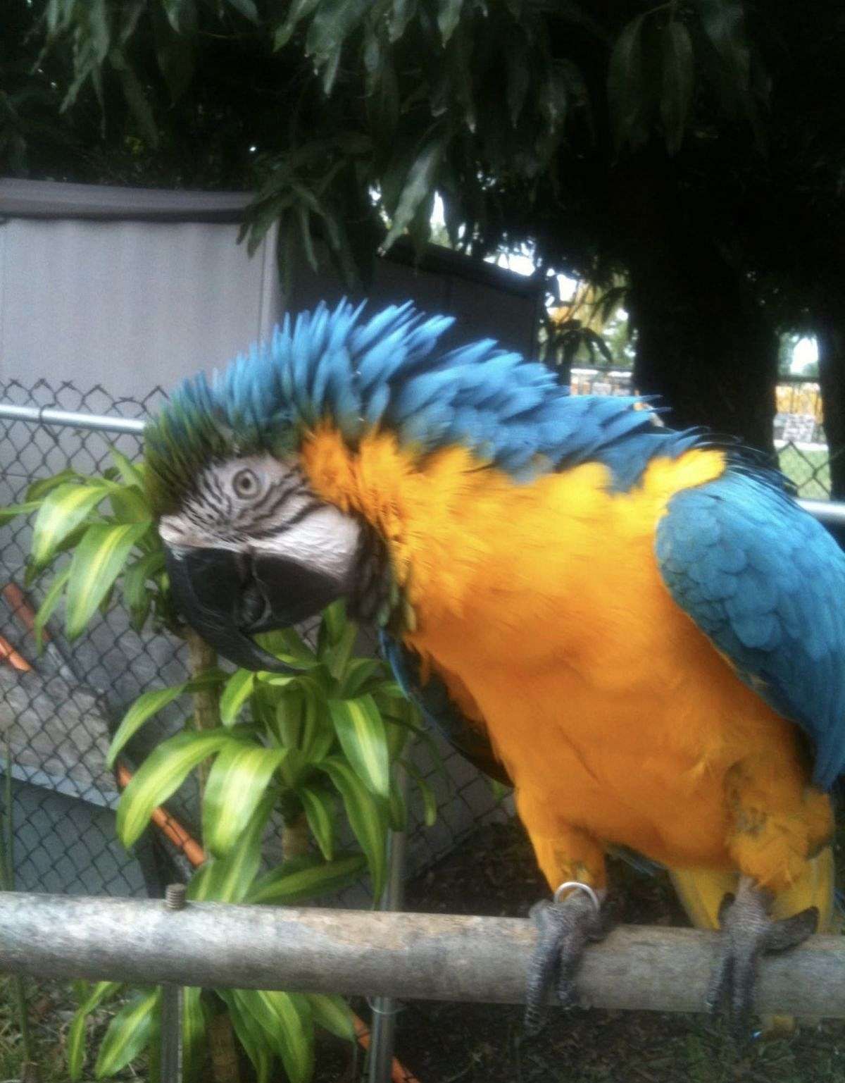 Blue & Gold Macaw - Bingo