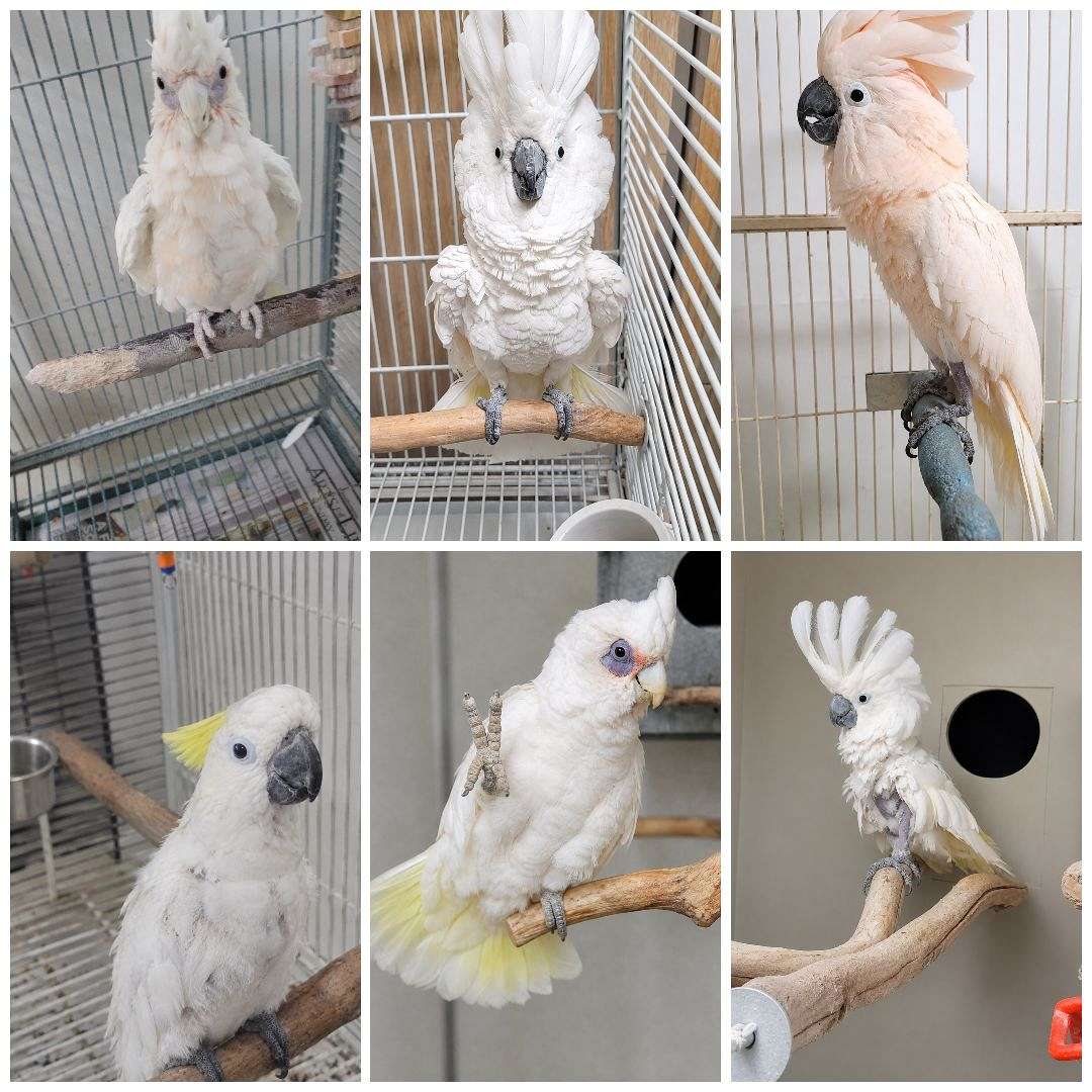 Cockatoo Aviary Closeout