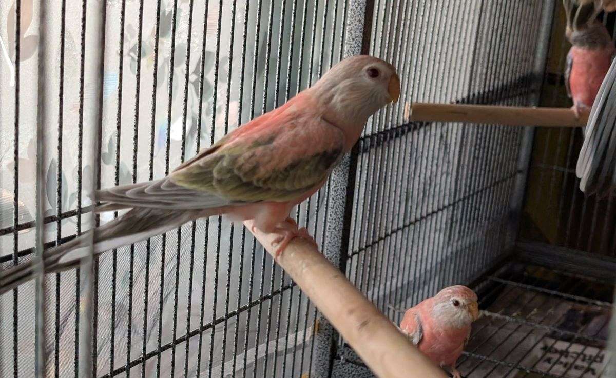 Young Bourke Parakeets