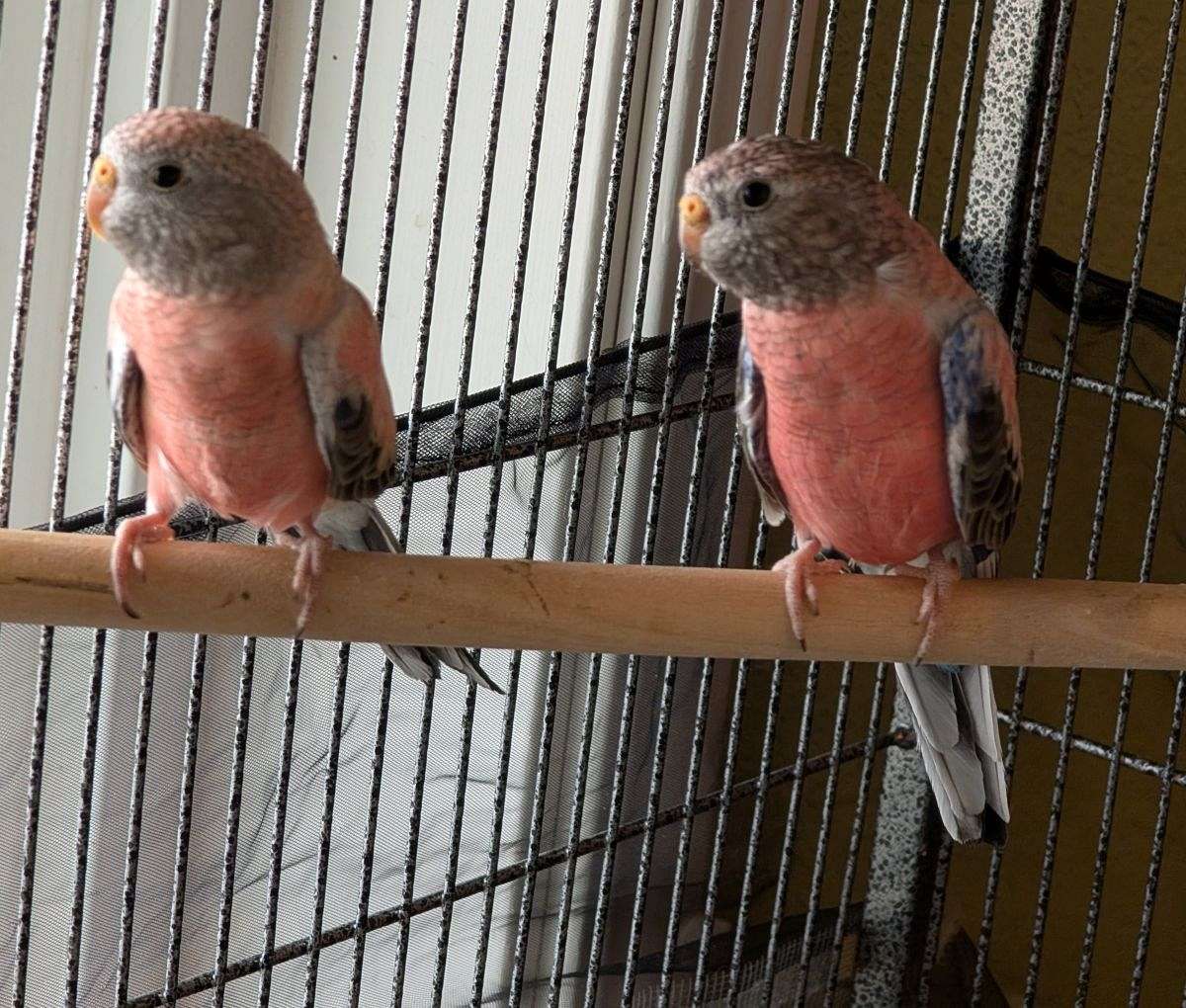 Young Bourke Parakeets