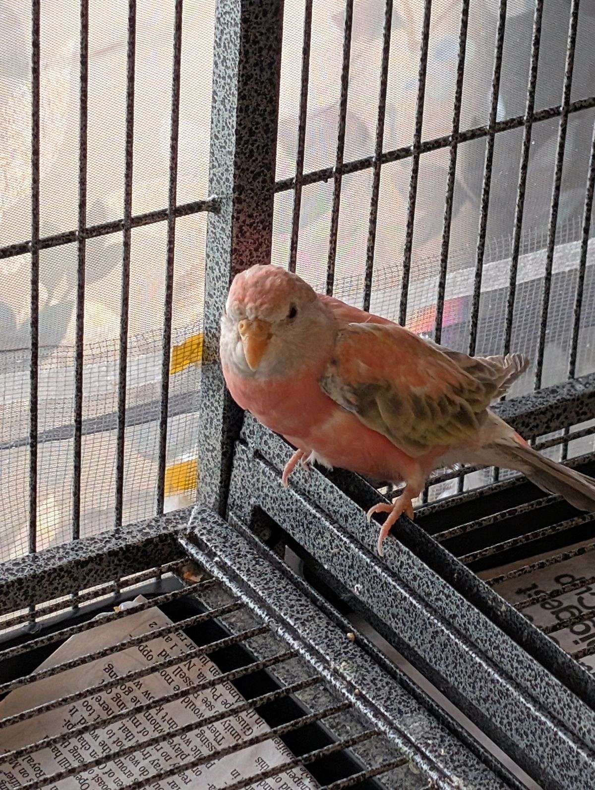 Young Bourke Parakeets