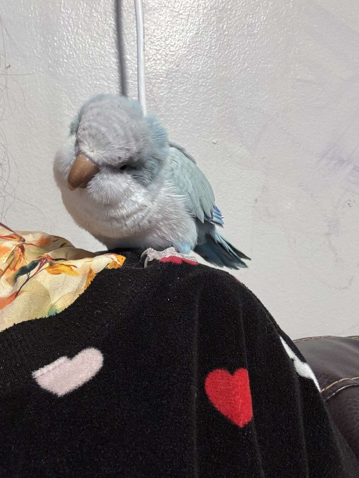 Quaker parrot