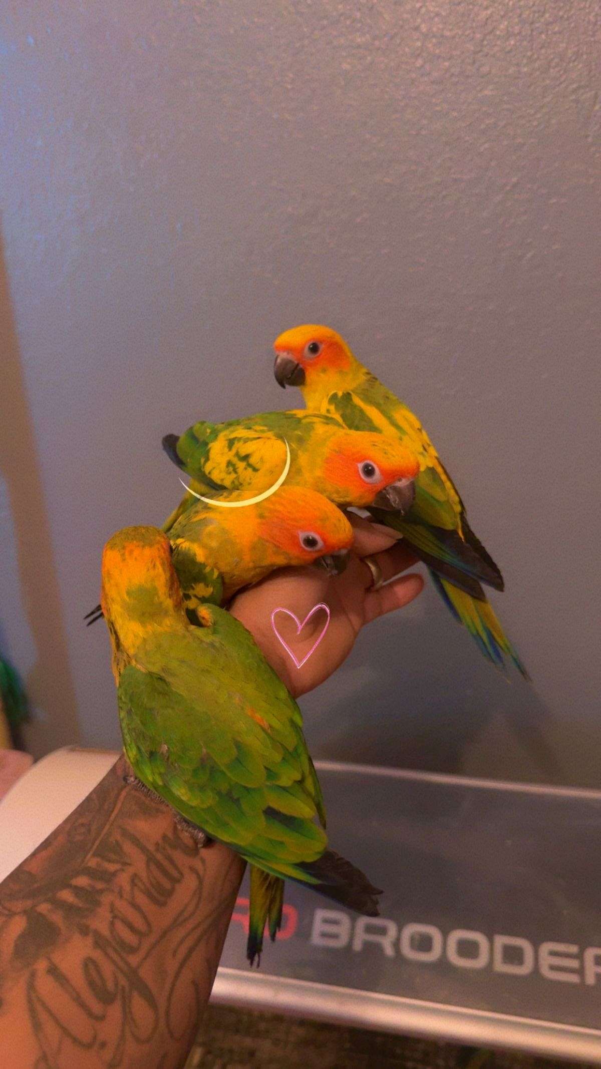Sun conure babies