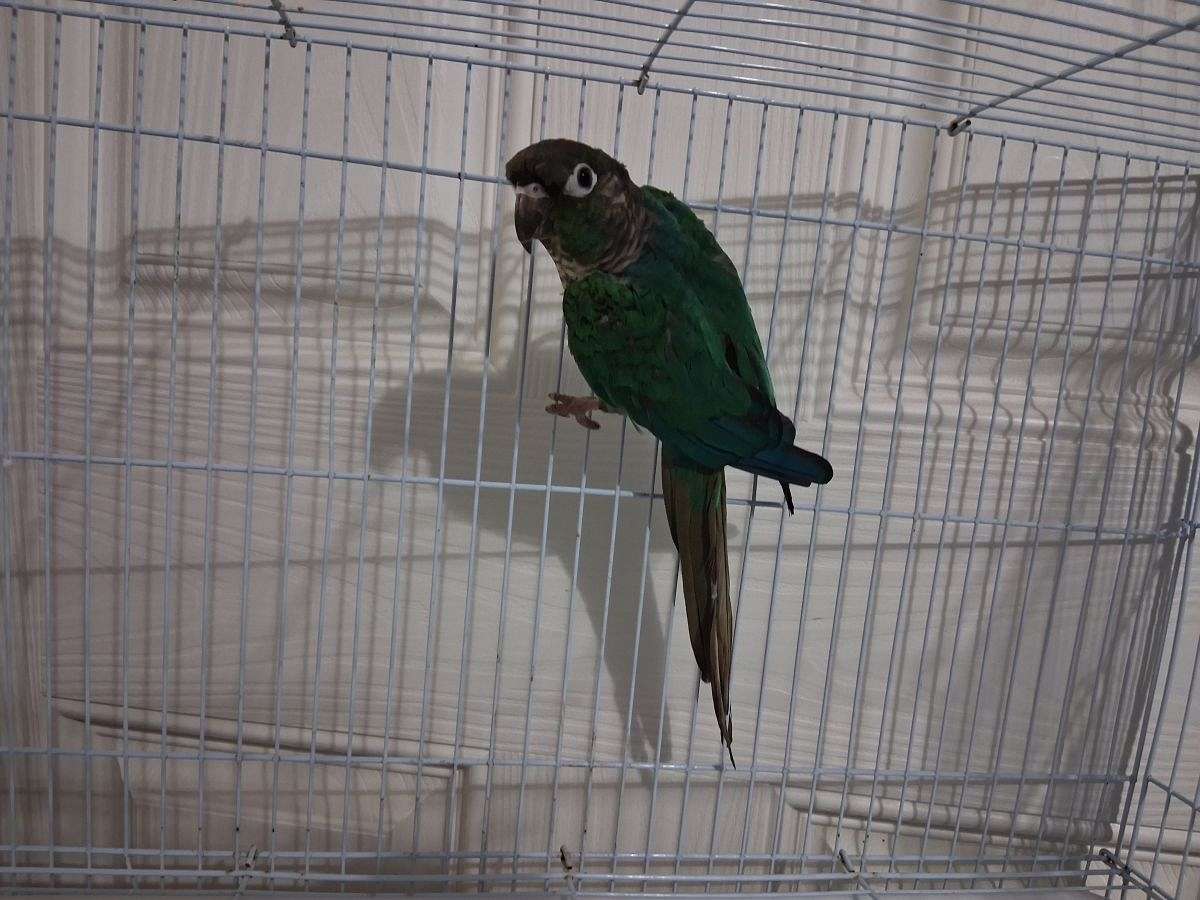 Violet Turquoise single Factor Conure