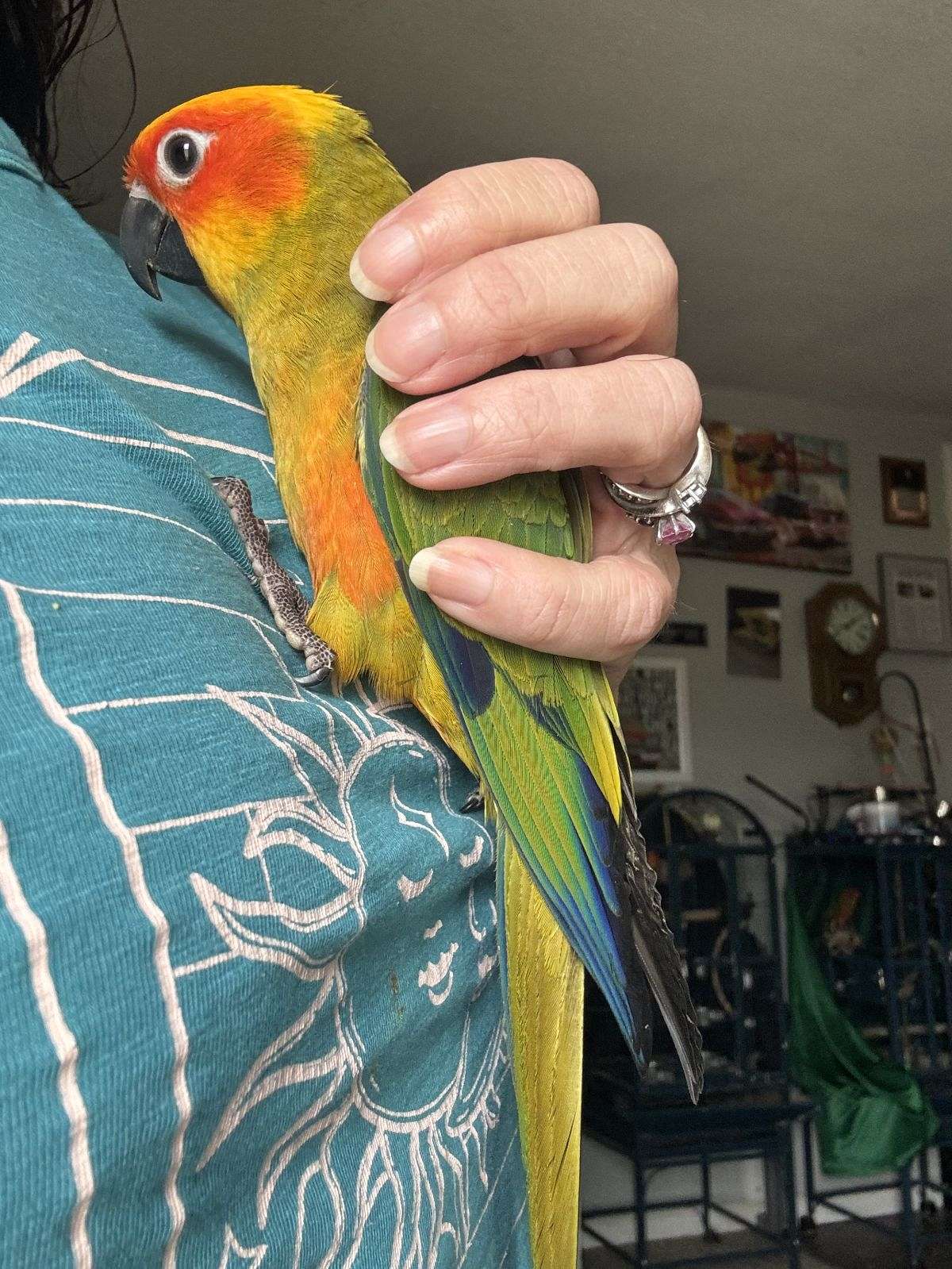 Sun Conure & Red Factor Suns Conures
