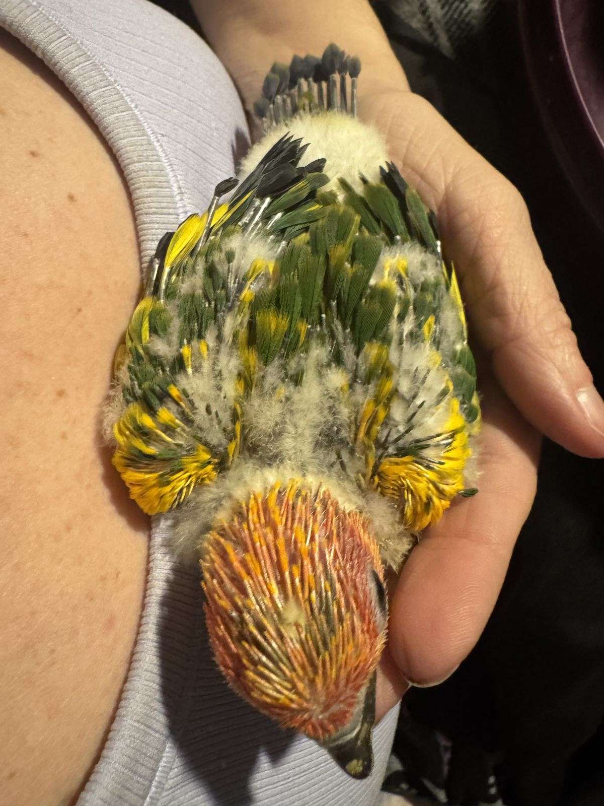 Sun Conure & Red Factor Suns Conures