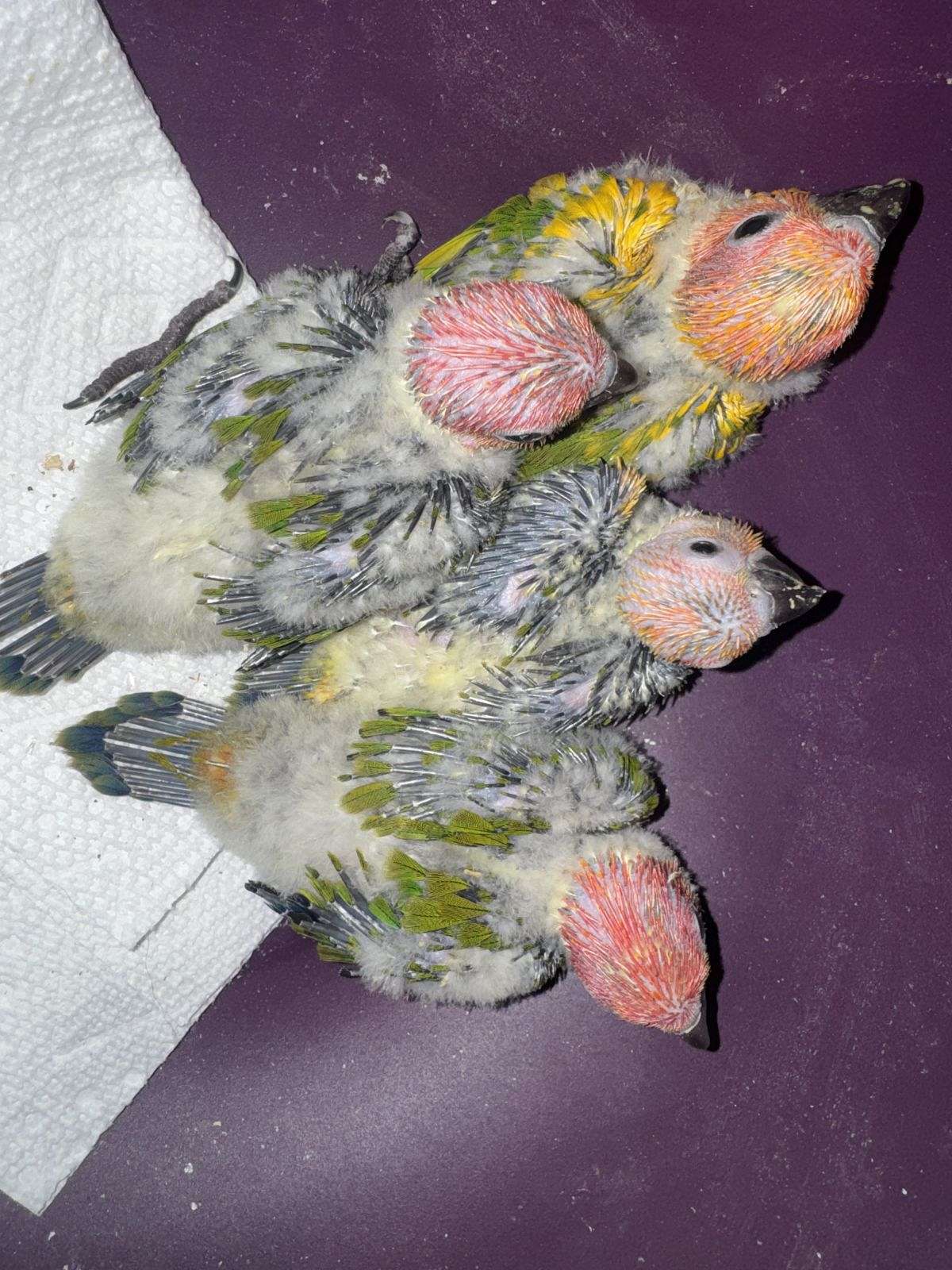 Sun Conure & Red Factor Suns Conures