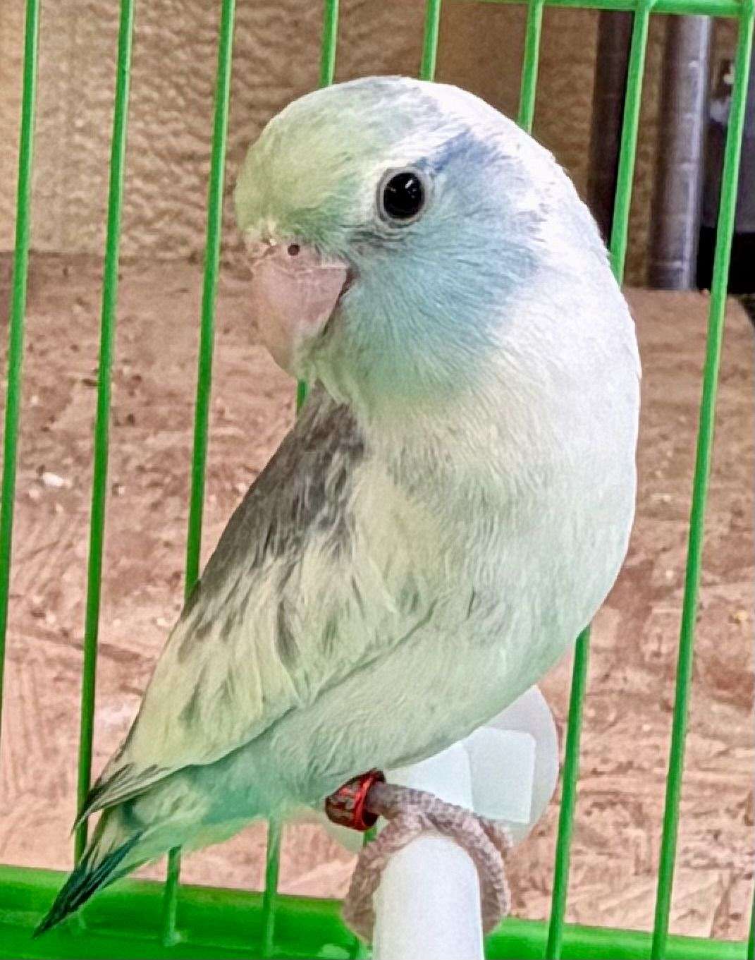 12 week old parrotlets