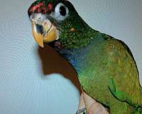medium--pionus-parrots-for-sale