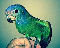 green-blue-headed-pionus-parrots-for-sale