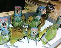 blue-headed-pionus-parrots-for-sale