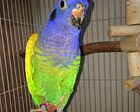 purple-blue-headed-pionus-parrots-for-sale