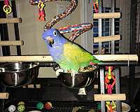 blue-blue-headed-pionus-parrots-for-sale