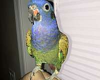 red-blue-headed-pionus-parrots-for-sale