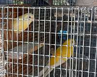 bonded-pair-red-rumped-parakeet-for-sale