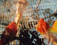 orange-red-rumped-parakeet-for-sale
