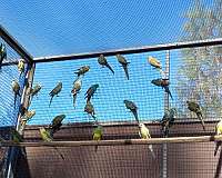 opaline-red-rumped-parakeet-for-sale
