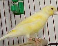 mixed-red-yellow-bird-for-sale