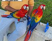 blue-and-gold-macaw-for-sale