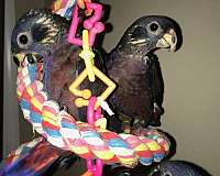 black-pionus-parrots-for-sale