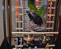 yellow-pionus-parrots-for-sale