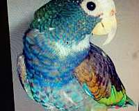 white-pionus-parrots-for-sale